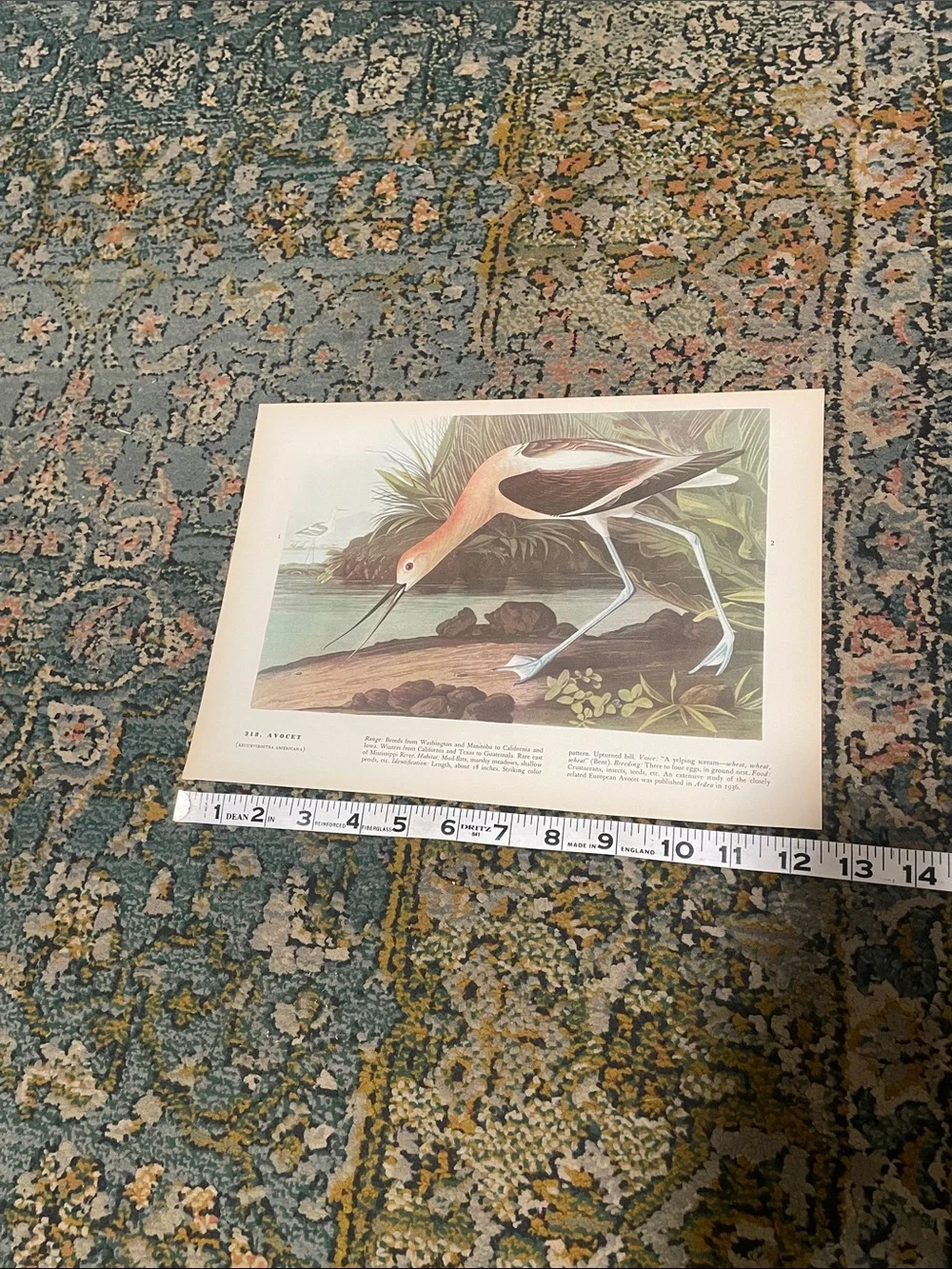 🖤5/$25 Vintage Avocet Bird Wall Art Print in Blue and Cream